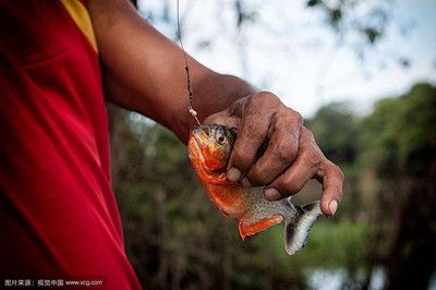 虎魚會(huì)吃人嗎：巨型水虎魚吃人的機(jī)會(huì)大幅降低，現(xiàn)代人類的生活方式已降低