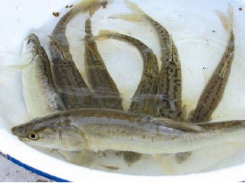 虎魚吃魚：大魚吃小魚，虎魚吃魚 虎魚百科 第1張