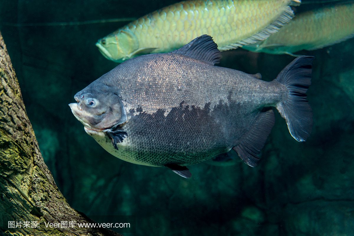 虎魚吃魚：大魚吃小魚，虎魚吃魚 虎魚百科 第2張