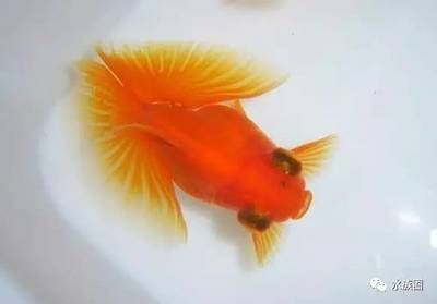 寵物觀賞魚(yú)有哪些常見(jiàn)的品種魚(yú)圖片：寵物觀賞魚(yú)有哪些品種魚(yú)圖片 魚(yú)缸百科 第3張