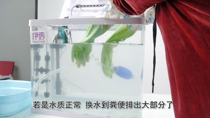 不用清理魚缸的魚有哪些：不用清理魚缸的魚主要包括以下幾種：清潔魚的作用和意義 魚缸百科 第1張