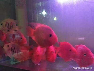 大魚缸養(yǎng)小魚：大魚缸養(yǎng)小魚在大魚缸中養(yǎng)小魚需要注意什么問題 魚缸百科 第3張