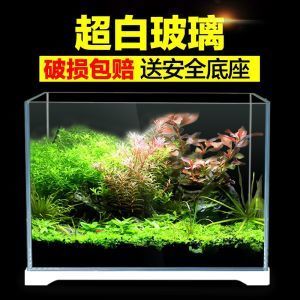 北方魚缸水草怎么養(yǎng)殖好：北方魚缸水草的養(yǎng)殖 魚缸百科 第4張