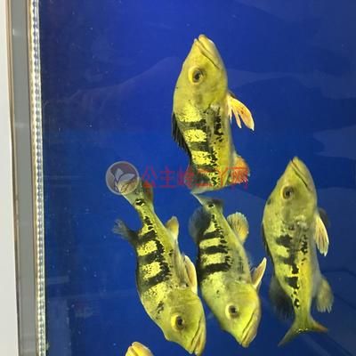 魟魚區(qū)分公母圖解：[需手動填充]魚如何區(qū)分公母 魟魚百科 第1張