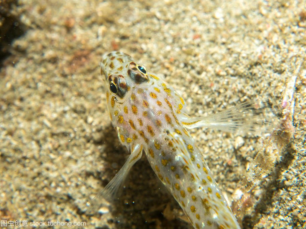 虎魚吃海蝦嗎：虎魚可以吃海蝦嗎 虎魚百科 第2張