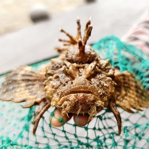 虎魚吃海蝦嗎：虎魚可以吃海蝦嗎 虎魚百科 第3張