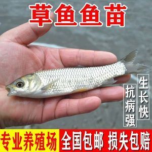 草魚適合魚缸養(yǎng)嗎：魚缸養(yǎng)草魚的好處與注意事項與注意事項魚缸養(yǎng)草魚的好處 魚缸百科 第4張