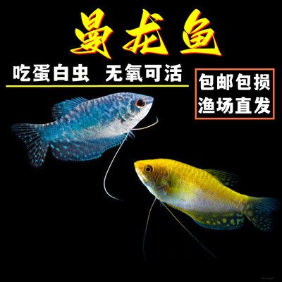 龍魚價格排行榜前十名有哪些：龍魚價格排行榜前十名