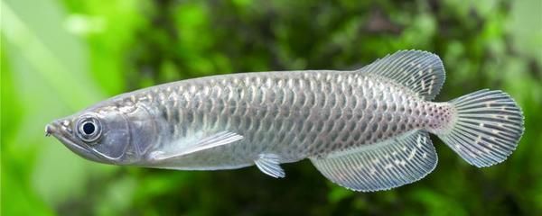 龍魚不喂食能活多久：龍魚不吃食能活多久？ 龍魚百科 第2張