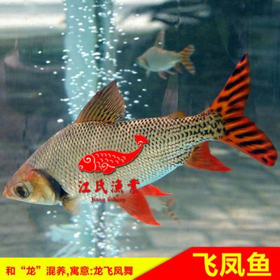 虎魚混養(yǎng)魚最佳搭配圖片：虎魚混養(yǎng)的幾種類型 虎魚百科 第3張