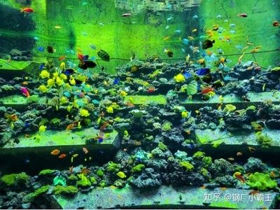 大魚水族魚缸怎么養(yǎng)魚視頻：古法養(yǎng)魚的魅力何在 魚缸百科 第3張