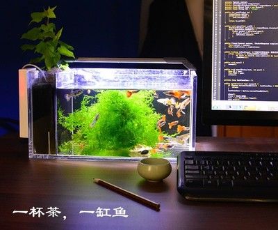 茶葉可以放魚缸里嗎：茶葉可以放魚缸里嗎？ 魚缸百科 第2張