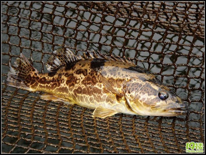 野生老虎魚能吃嗎：野生老虎魚可以吃嗎，野生老虎魚能吃嗎， 虎魚百科 第1張