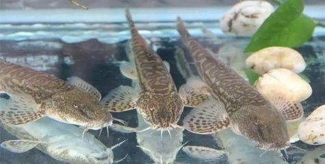 野生老虎魚能吃嗎：野生老虎魚可以吃嗎，野生老虎魚能吃嗎， 虎魚百科 第3張