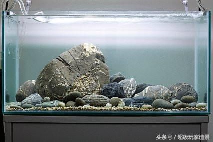 不用過濾的原生態(tài)魚缸：不用過濾器的養(yǎng)魚方式