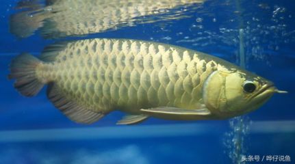 紅龍魚(yú)烤魚(yú)燈怎么開(kāi)：紅龍魚(yú)烤魚(yú)燈怎么開(kāi)啟