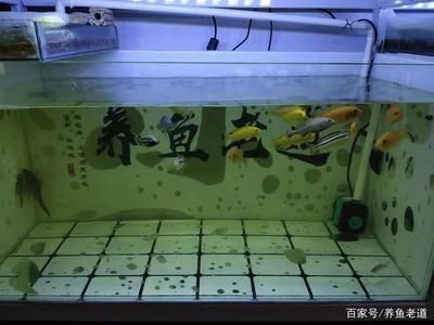 大魚缸漏水一般在哪個地方：大魚缸漏水怎么辦 魚缸百科 第1張