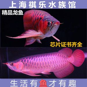 血麒麟龍魚價格：血麒麟龍魚價格在市場上有一定的波動以下是根據(jù)搜索結果得出的信息 龍魚百科 第1張