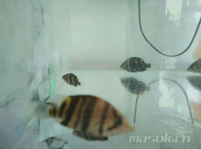 印尼虎魚(yú)水質(zhì)要求：印尼虎魚(yú)對(duì)水質(zhì)的要求