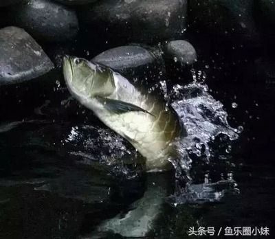 龍魚配魟魚會(huì)打架咬嗎