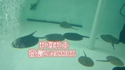 皇冠魟魚的價(jià)格：皇冠魟魚的價(jià)格因其品種、尺寸、年齡和品相等因素有所不同 魟魚百科 第3張