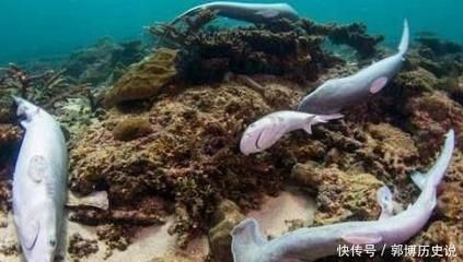 魟魚能餓死嗎：魟魚能餓死嗎？ 魟魚百科 第3張