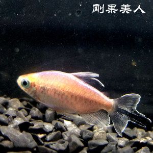 印尼虎魚的價格和圖片及價格：印尼虎魚的價格受多種因素影響 虎魚百科 第3張