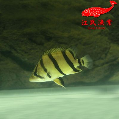 雜紋泰國(guó)虎魚(yú)值得買(mǎi)嗎