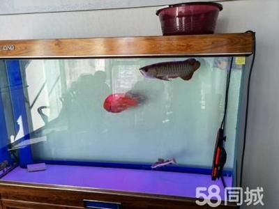 養(yǎng)虎魚多大魚缸合適圖片：養(yǎng)虎魚多大魚缸合適