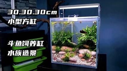 斗魚缸造景 好不好看