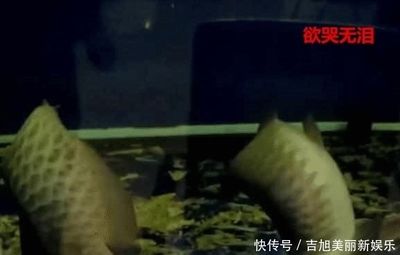 賣龍魚的利潤大嗎知乎：賣龍魚的利潤大嗎 龍魚百科 第1張