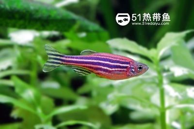 斑魚適合魚缸養(yǎng)嗎？：斑馬魚的飼養(yǎng)要點(diǎn) 魚缸百科