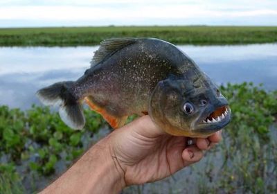 虎魚適合多高的水位養(yǎng)：虎魚適合在中層水域游動(dòng)，具體的高度可以根據(jù)虎魚的種類和數(shù)量決定