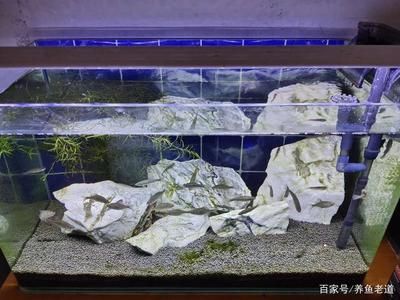 大型魚缸安裝視頻教學(xué)全集：大型魚缸的安裝步驟和注意事項(xiàng) 魚缸百科 第3張