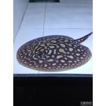 魟魚黑金一對(duì)多少錢 魟魚百科 第1張