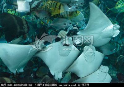 魟魚外寄：如何處理魟魚外寄 魟魚百科 第3張