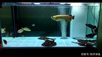 打氧的魚缸多久換一次水：魚缸換水的正確方法 魚缸百科 第1張