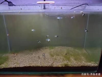 打氧的魚缸多久換一次水：魚缸換水的正確方法 魚缸百科 第4張