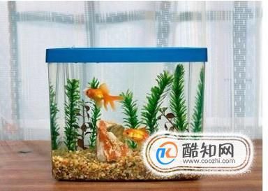 玻璃魚缸和亞克力魚缸：亞克力魚缸和亞克力魚缸選擇亞克力魚缸和亞克力魚缸 魚缸百科 第1張