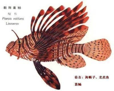 怎么畫老虎魚：如何畫老虎魚，畫老虎魚的基本步驟，