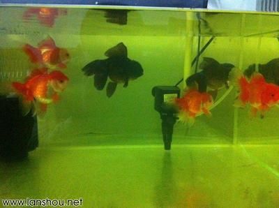 大魚水族魚缸：大魚水族魚缸是一種多功能的家居裝飾品 魚缸百科 第2張