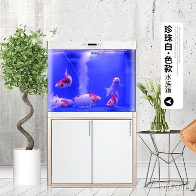 大魚水族魚缸：大魚水族魚缸是一種多功能的家居裝飾品 魚缸百科 第1張