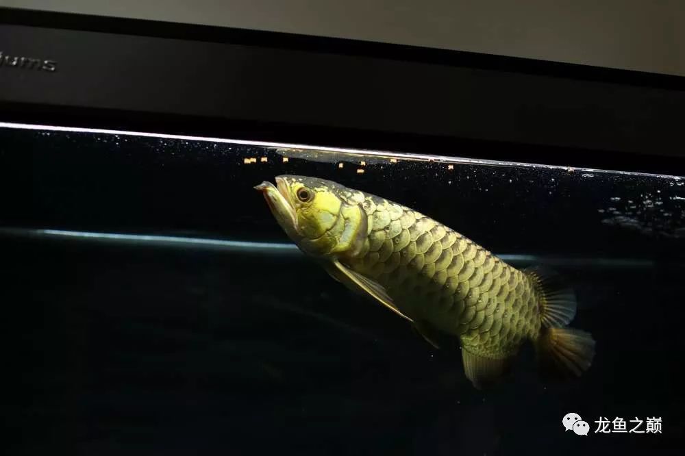 養(yǎng)龍魚魚缸背景圖：養(yǎng)龍魚時，魚缸背景圖的選擇 龍魚百科 第2張