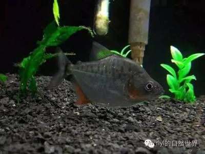 虎魚黑色好還是紅的好養(yǎng)：虎魚黑色好還是紅的好養(yǎng)，虎魚黑色的好養(yǎng)還是紅的好養(yǎng) 虎魚百科 第1張