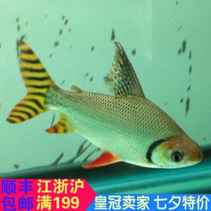 紅龍魚和虎魚混養(yǎng)用黑底還是白底好：紅龍魚和虎魚混養(yǎng)時(shí)底色的選擇并不是絕對的黑底或白底 龍魚百科 第1張