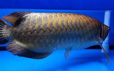 什么是大湖龍魚類動物：大湖龍魚類動物是什么？ 龍魚百科 第2張