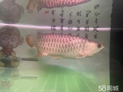 金龍魚烏龜：金龍魚和烏龜可以混合飼養(yǎng)但仍需注意一些事項