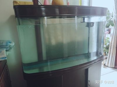 徹底清洗魚缸重新開缸多久：如何清洗魚缸并重新開缸