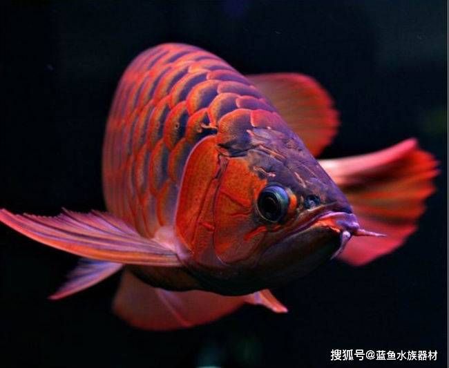 橙色紅龍魚：橙紅龍魚飼養(yǎng)注意事項, 龍魚百科 第2張