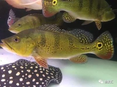 印尼虎和龍魚(yú)混養(yǎng)：印尼虎和龍魚(yú)可以混養(yǎng)但需要注意以下幾個(gè)關(guān)鍵因素 虎魚(yú)百科 第3張